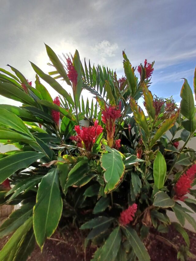 Luxe villa met Privé Zwembad in Vista Royal te Koop (19)