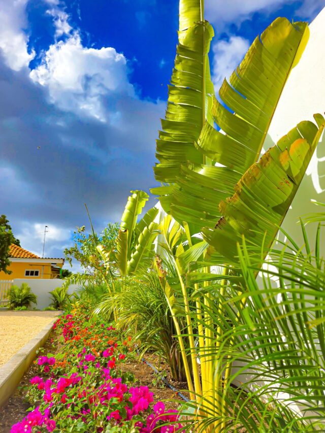 Prachtige Woning om de Hoek van Marie Pompoen Beach Boulevard te Huur (12)