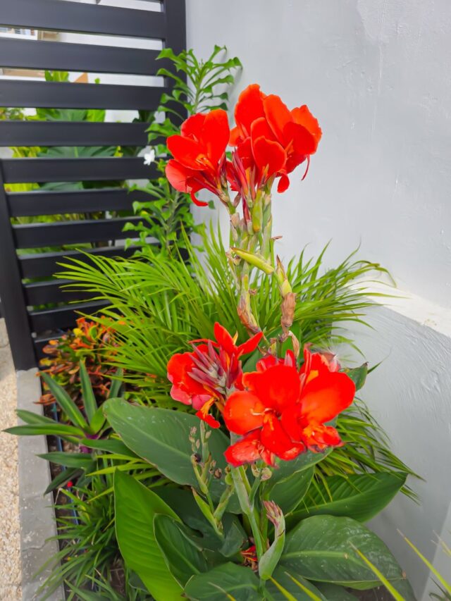 Prachtige Woning om de Hoek van Marie Pompoen Beach Boulevard te Huur (8)